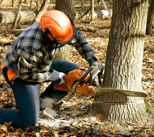 Tree Removal in Plymouth, NH